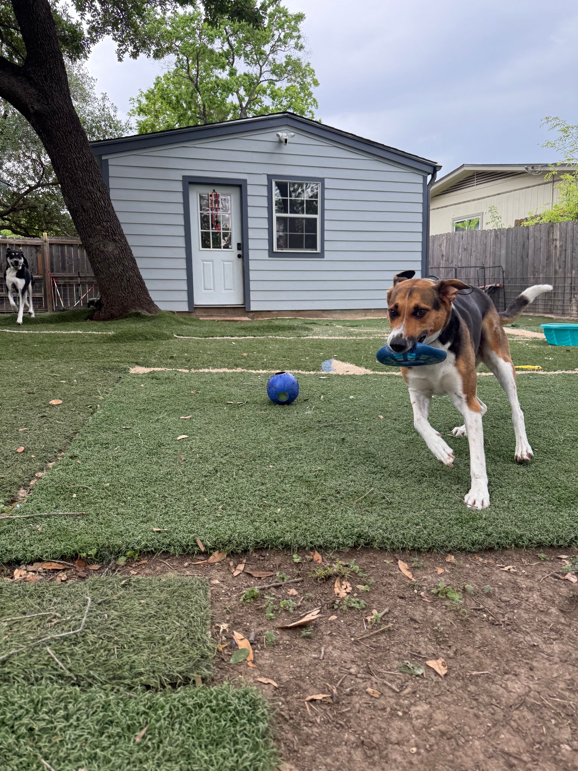 A dog is holding a toy in its mouth in front of a house.
