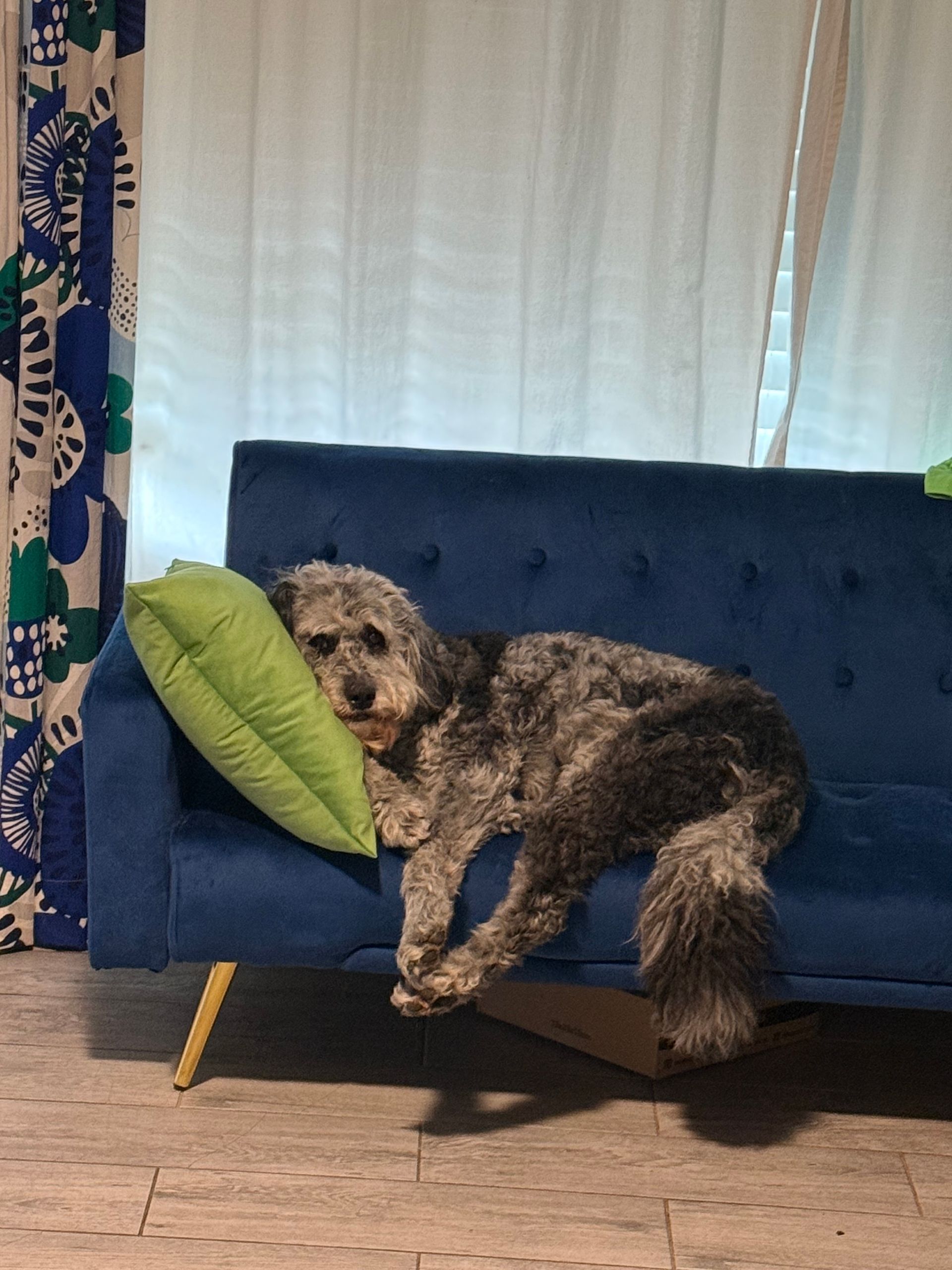 A dog is laying on a blue couch with a green pillow