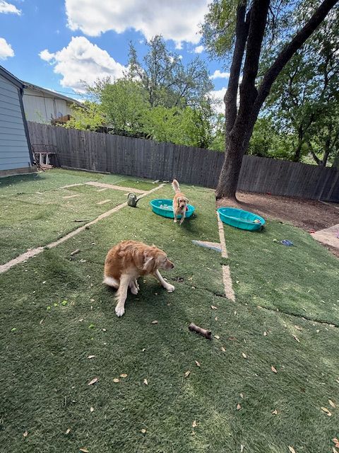 Two dogs are playing in a backyard with a pool.