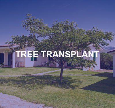 image-1054651-callout-treetransplant.jpg