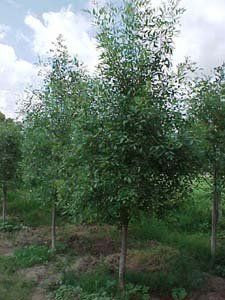 image-1055822-arizonaash_3in.jpg