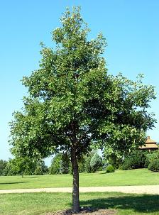 Bur Oak
