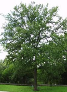 Cedar Elm