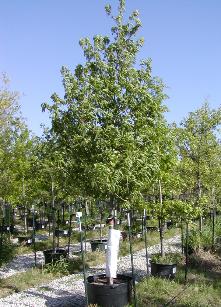 Chinquapin Oak