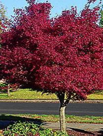 Japanese Red Maple