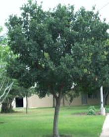 Lacey Oak