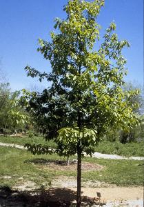 Mexican Oak