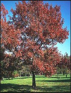 Red Oak