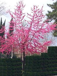 Flowering Peach Tree