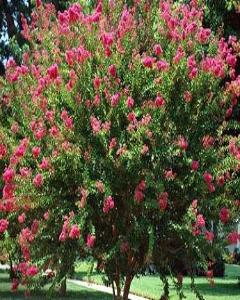 Crape Myrtle
