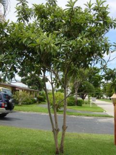 Loquat
