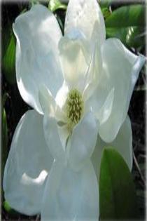 Magnolia Tree