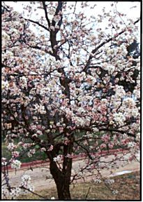 Mexican Plum