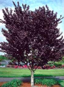 Purple Leaf Plum