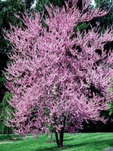 Texas Redbud