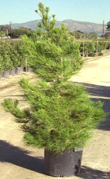 Afghan Pine