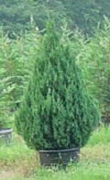 Blue Point Juniper