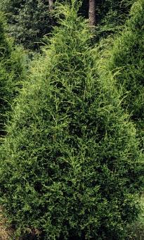 Eastern Red Cedar