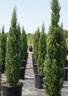 Italian Cypress