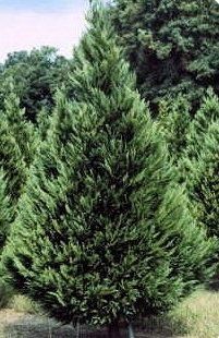 image-1056416-leylandCypress.jpg