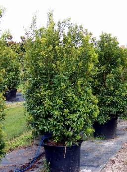 Wax Myrtle