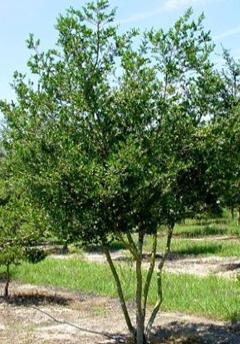 Yaupon Holly