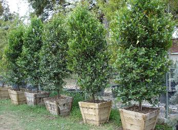 Cherry Laurel