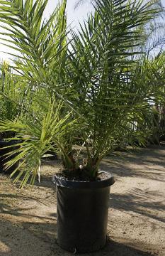 Canary Island Palm
