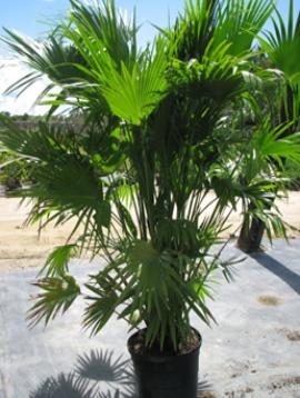 Chinese Fan Palm