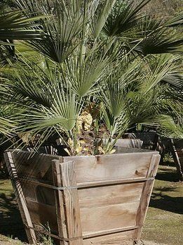 Mediterranean Palm