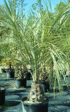 Pindo Palm