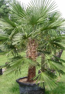 Windmill Palm