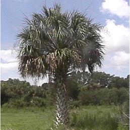 Texas/Florida Sabal Palm