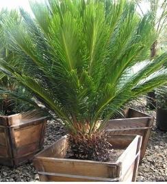 Sago Palm