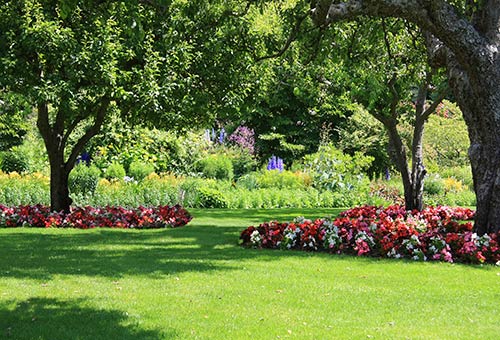 Yard with Trees and Flowers