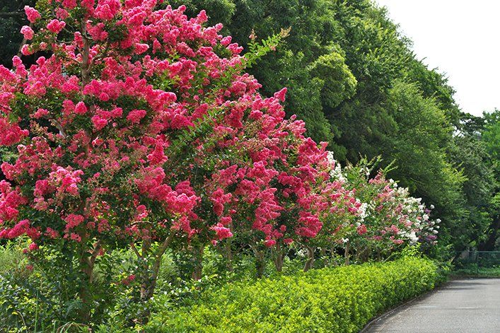 Underplanting Birches: Companion Plants for Shade and Beauty