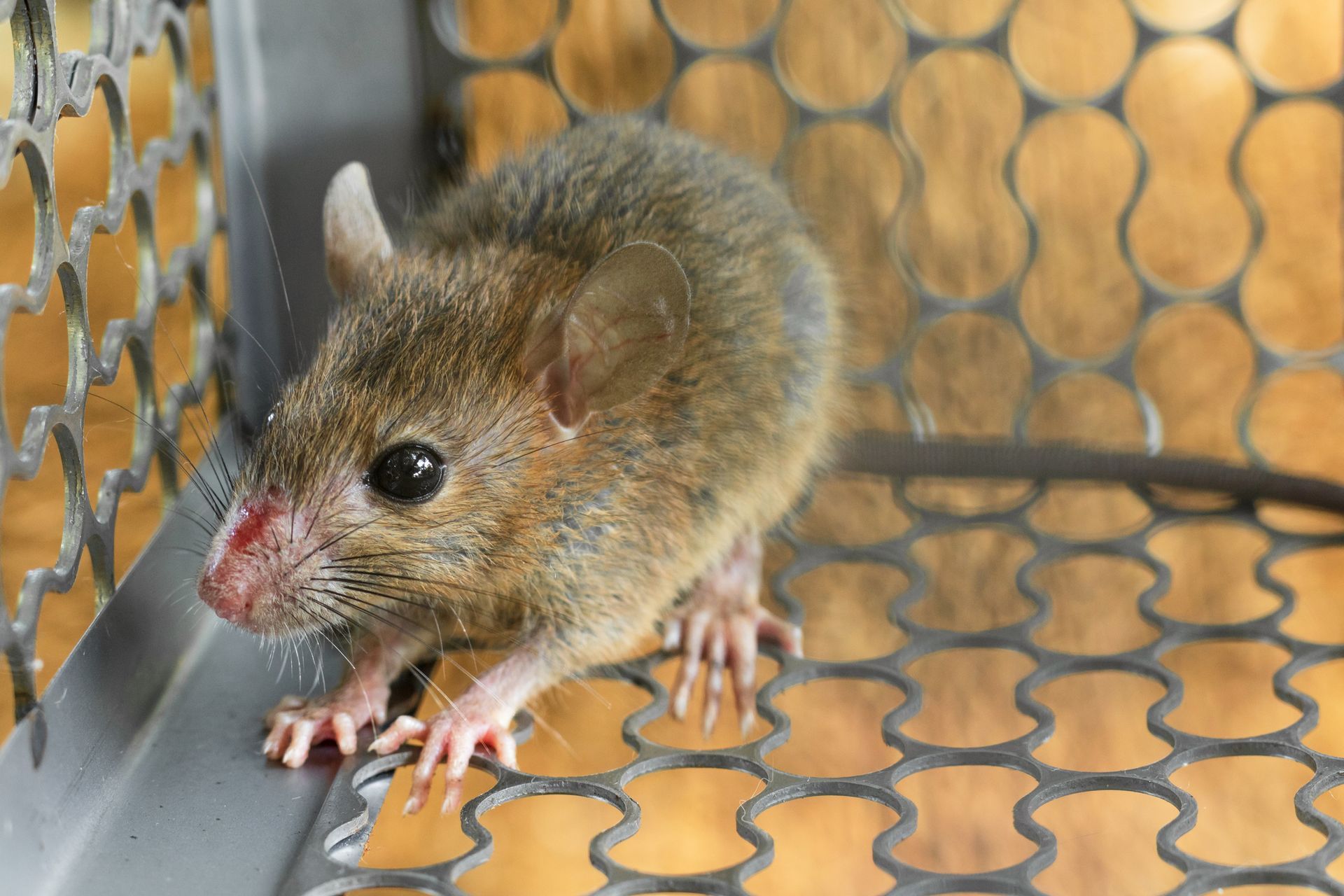A mouse is sitting on top of a wire cage.