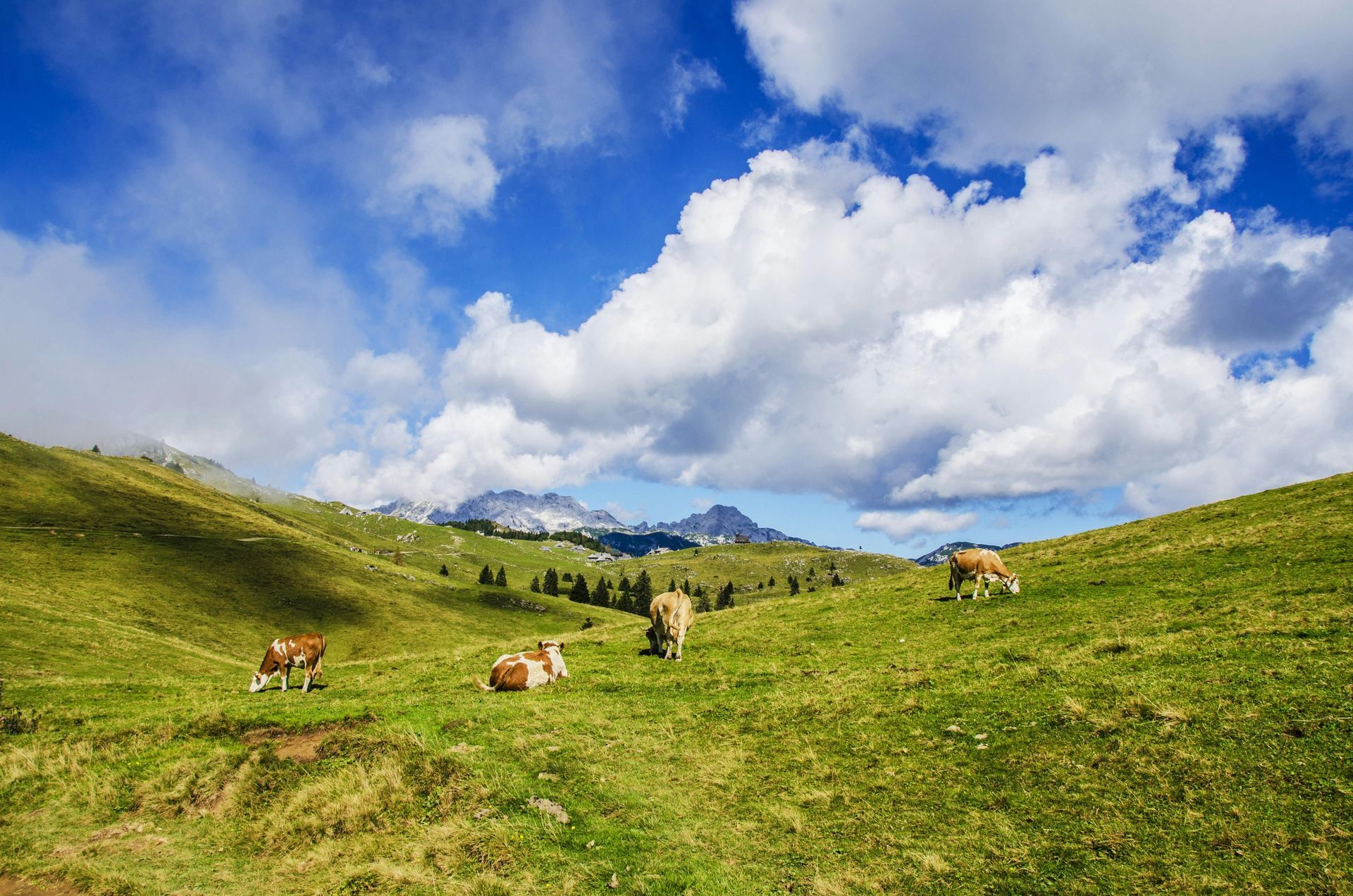Eine Herde Kühe grast auf einer Wiese mit Bergen im Hintergrund.