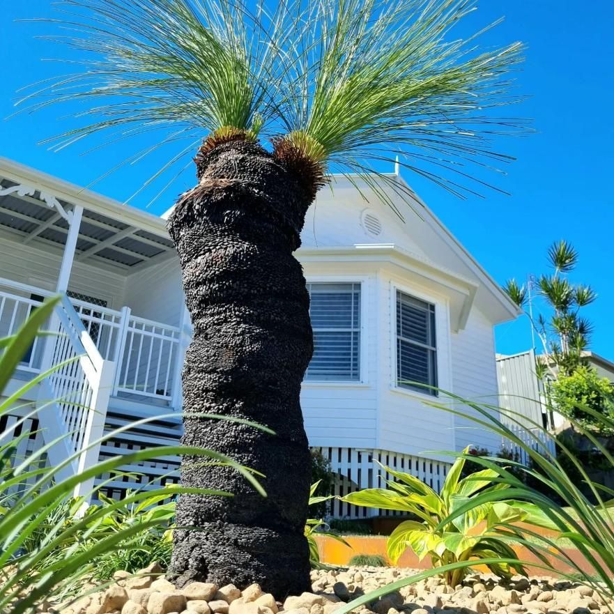A White House With A Palm Tree In Front Of It — All Aspects Landscaping In Buderim, QLD