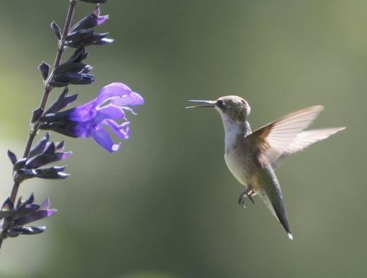 A hummingbird is flying near a purple flower.