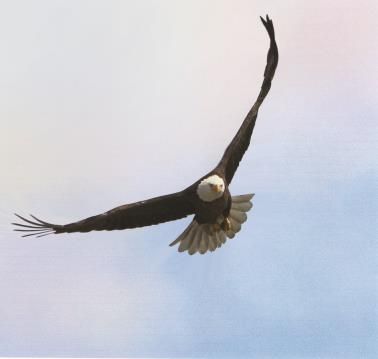 A bald eagle is flying through a cloudy sky