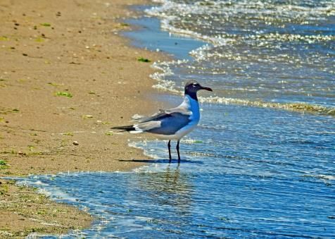 A seagull is standing on the beach near the water.