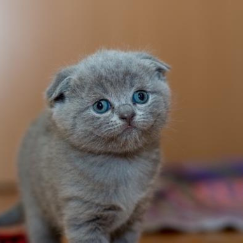 A scottish fold kitten with blue eyes is looking at the camera.