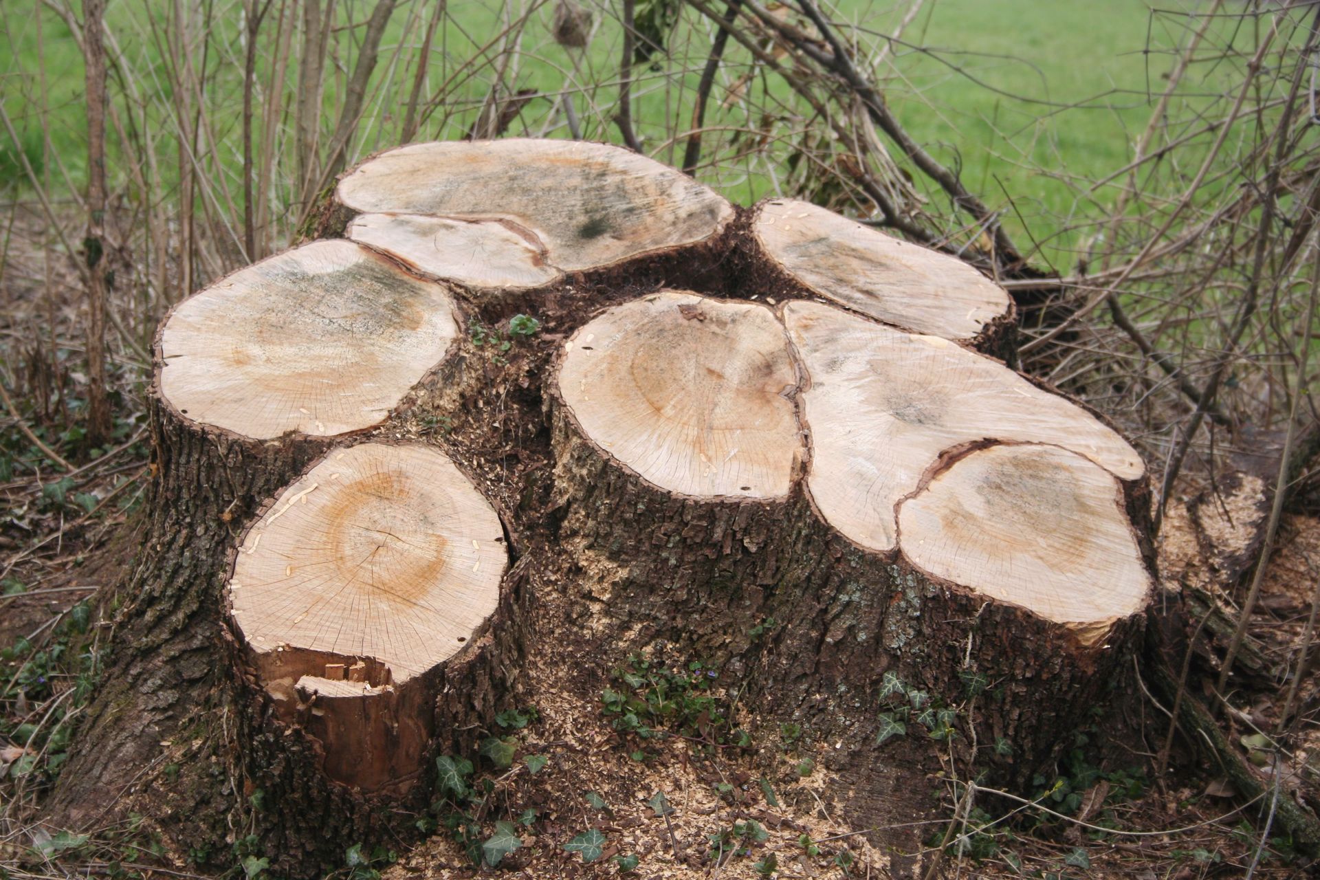 Tree stump with several freshly cut sections, surrounded by wood shavings, in a grassy area.