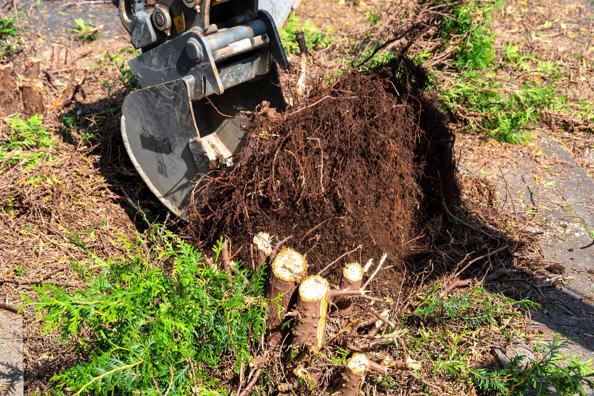 A skilled man uses a backhoe to remove a tree, capturing the power of tree removal in action.