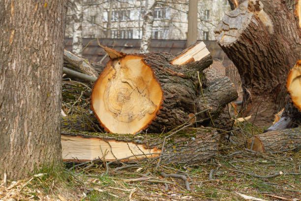 A freshly cut tree trunk lying on the ground next to a standing tree in an outdoor, partially wooded area.