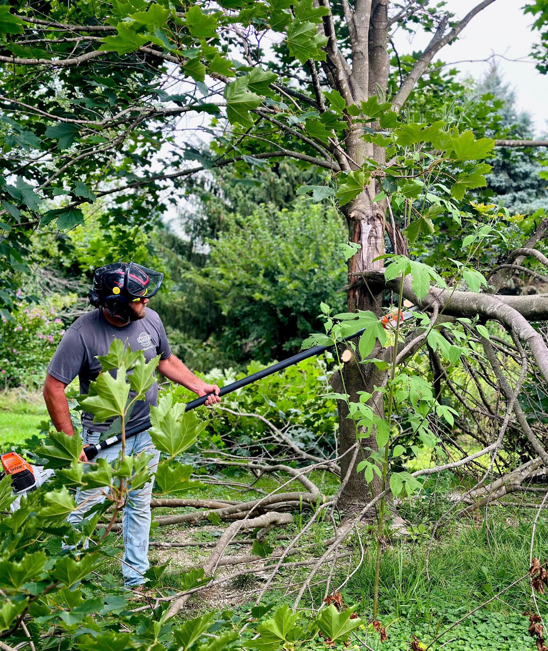 A man with a chainsaw performing tree removal on a large tree in a wooded area.