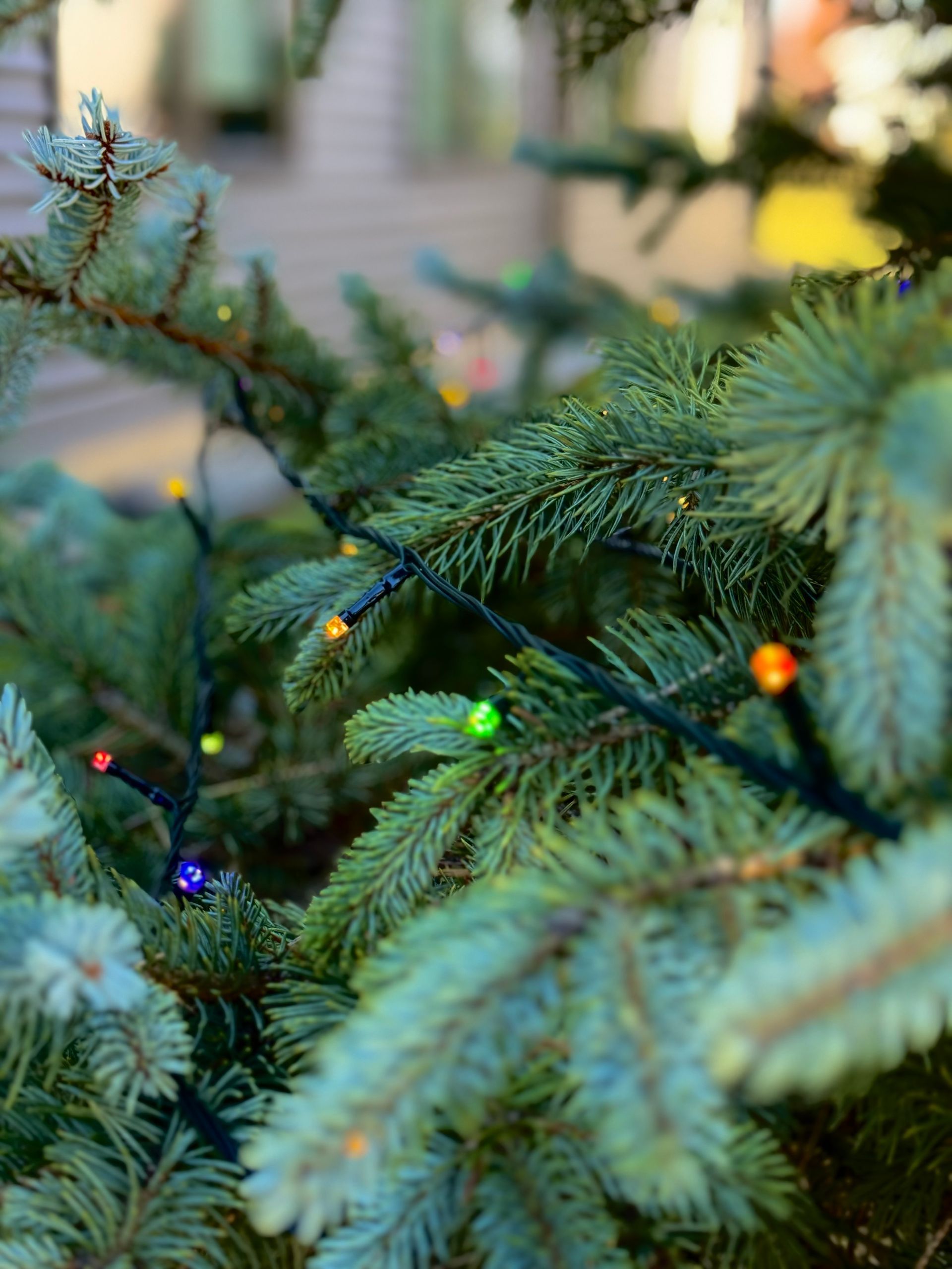 Close-up of a blue-green fir tree with colorful string lights.