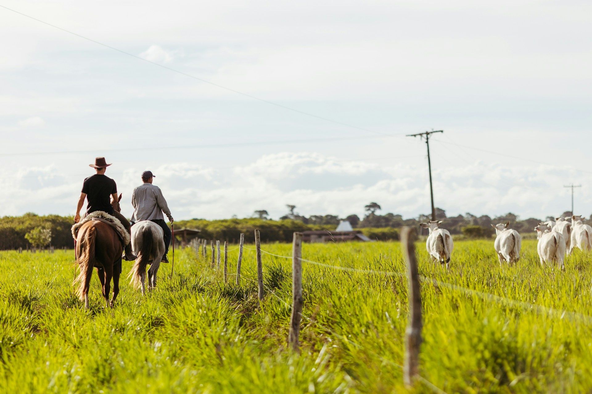 Two riders on horseback trail behind a herd of cattle through a sunny green field