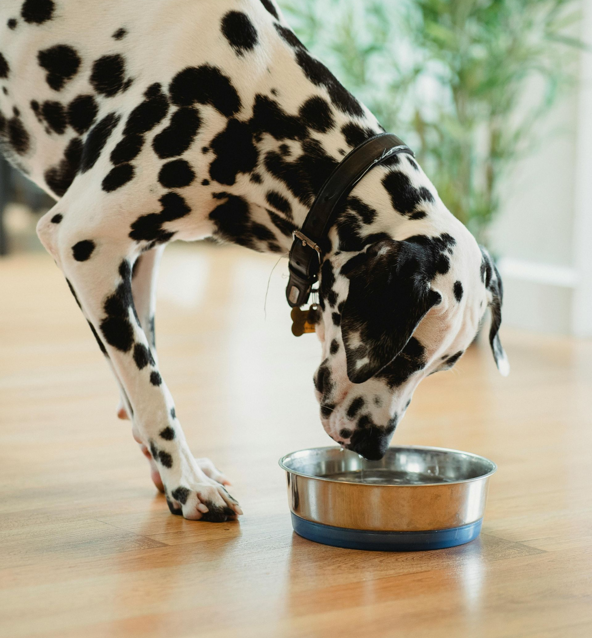 dog eating from bowl sitting on wood floor